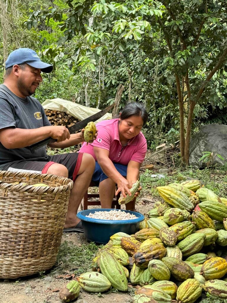  Chima Cacao con Origen 